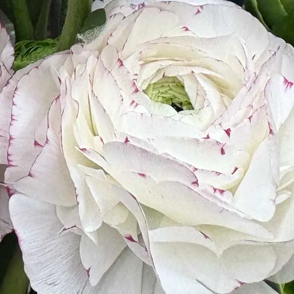 Nelken Arrangement