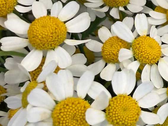 Gamas Blumenwelt Außenbereich