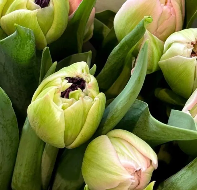 Blumenarrangements bei Gamas Blumenwelt