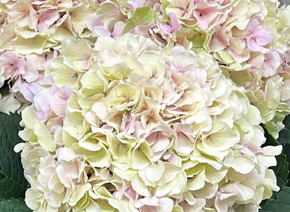 Gamas Blumenwelt Innenansicht